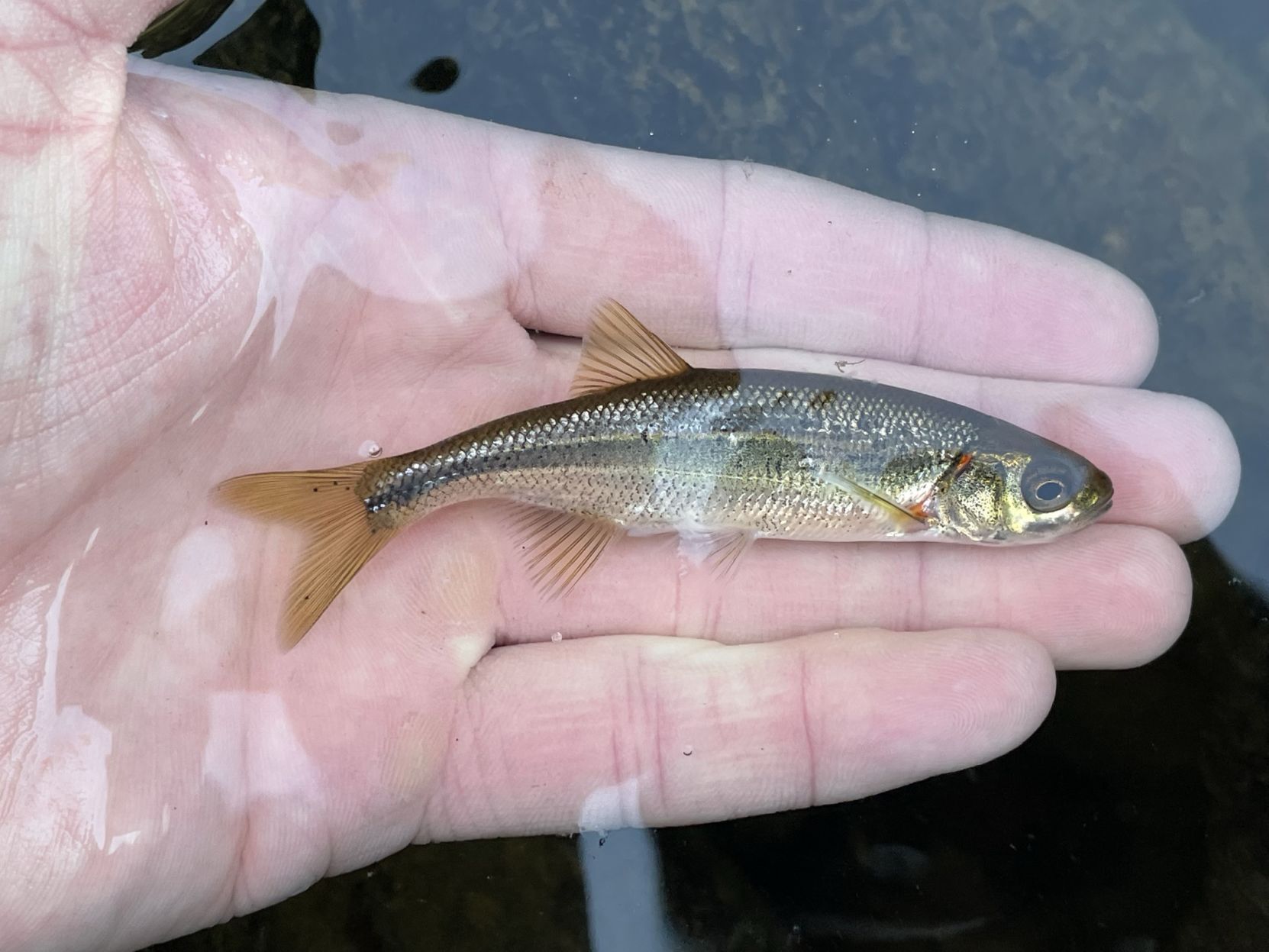 Tyee redside shiner